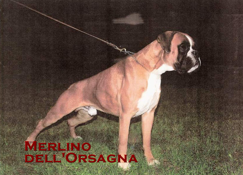 Merlino dell'Orsagna